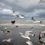 An der belgischen Nordseeküste zieht ein Pferd ein Sacknetz ins Flachwasser. Seit Jahrhunderten wird hier so gefischt, eine robuste Technik, bei der zwei Holzbretter an den Seiten das Netz offenhalten, während die Tiere gegen Brandung und Strömung anarbeiten. Möwen kreisen dicht darüber, bereit, aufgescheuchte Happen zu erbeuten. Das Pferdefischen ist eine archaisch wirkende Praxis, die in Zeiten industrieller Fischerei selten geworden ist, und die von der UNESCO im Jahr 2013 zum immateriellen Kulturerbe erhoben wurde. Zwischen Sand, Salz und Wind verbinden sich tierische Kraft und menschliche Erfahrung zu einer einzigartigen Technik, die den Gezeiten folgt