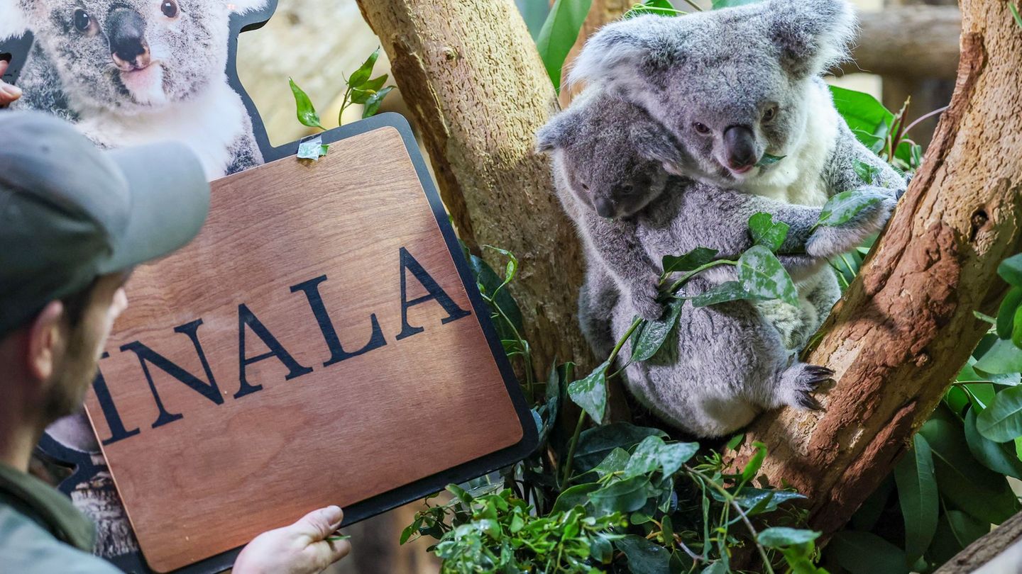 Der Koala-Nachwuchs im Zoo Leipzig hat einen Namen. Foto: Jan Woitas/dpa