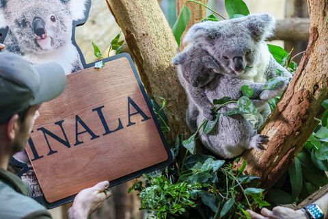 Der Koala-Nachwuchs im Zoo Leipzig hat einen Namen. Foto: Jan Woitas/dpa