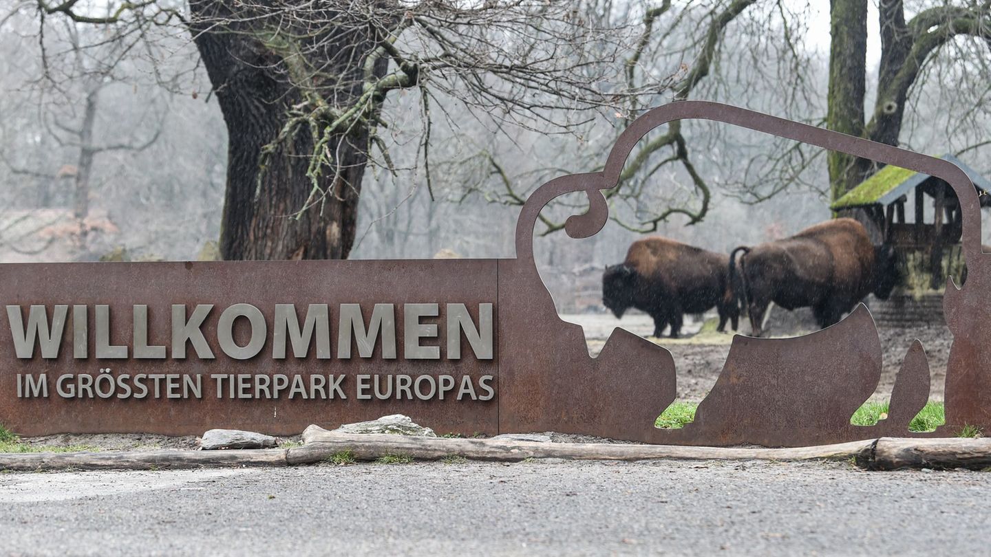 Im Februar können Menschen ab 65 Jahren kostenlos den Berliner Tierpark besuchen. (Archivbild) Foto: Kira Hofmann/dpa-Zentralbil