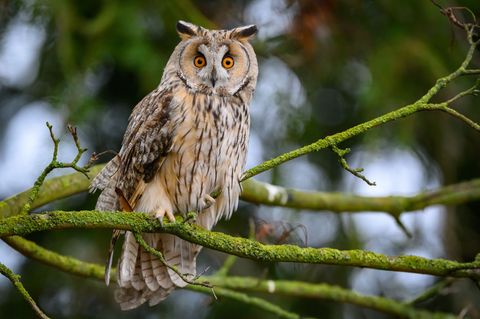 Bei einer geschlossenen Schneedecke kommen viele Mäusejäger wie Eulen kaum noch an Beute. (Symbolbild) Foto: Patrick Pleul/dpa