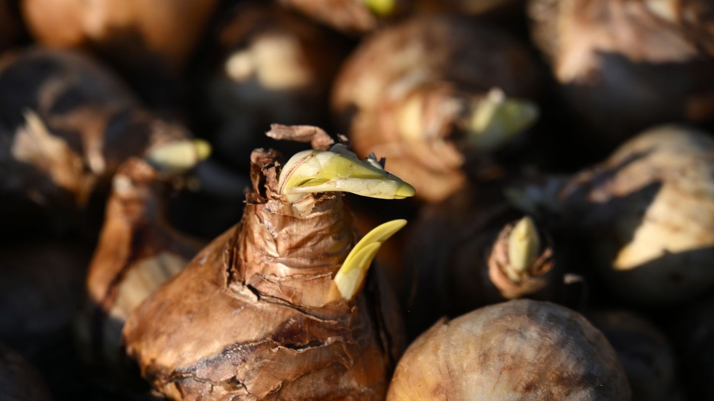 Die 5. Thüringer Landesgartenschau findet in knapp drei Monaten vom 23. April bis zum 11. Oktober statt. Foto: Martin Schutt/dpa