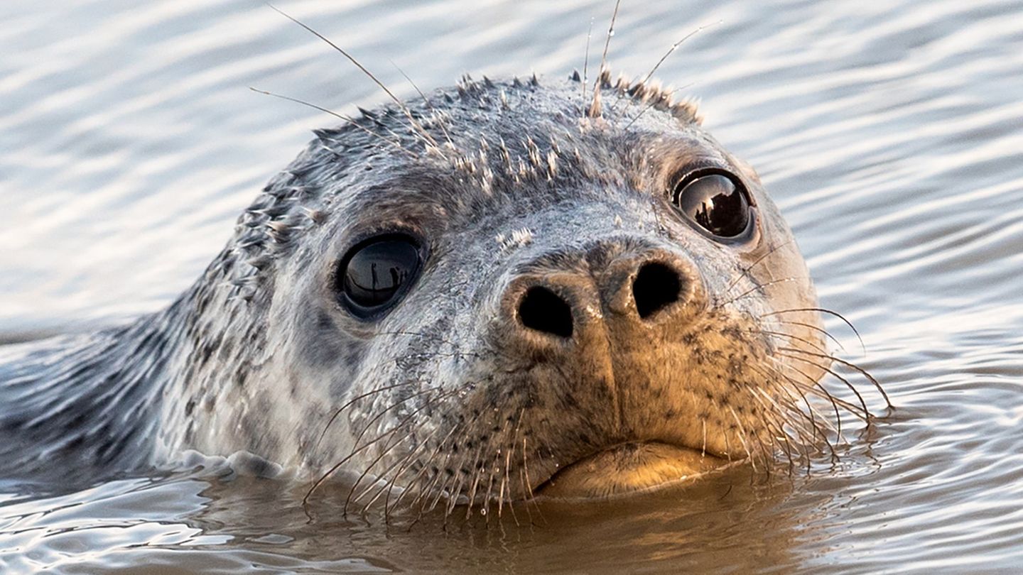 Es ist nicht ungewöhnlich, dass Robben auch in Flüssen schwimmen und ins Landesinnere vordringen. (Symbolbild) Foto: Daniel Bock