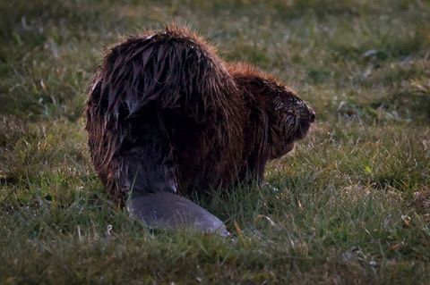 Der Unbekannte schlug vergangene Woche zu. (Symbolbild) Foto: Karl-Josef Hildenbrand/dpa