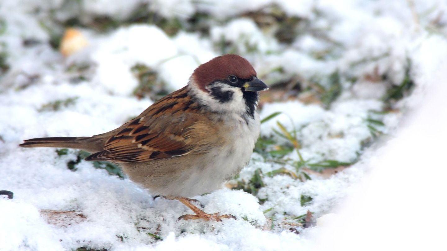 Zwar wurden Haussperlinge am häufigsten bei der "Stunde der Wandervögel" gesichtet, dennoch ist ihre Zahl massiv zurückgegangen.