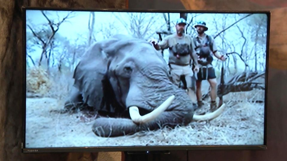 50.000 Euro für Elefanten-Abschuss – Peta kritisiert Angebote für Trophäenjäger