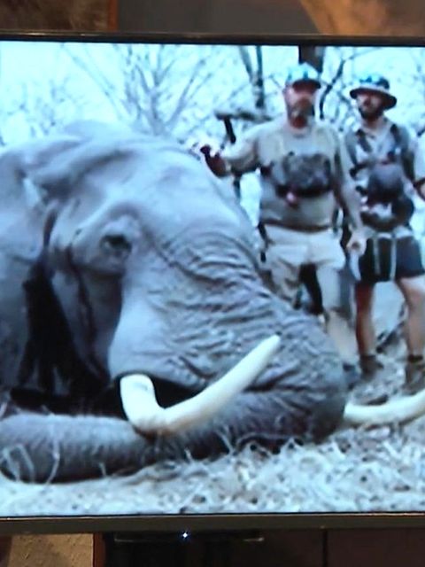 50.000 Euro für Elefanten-Abschuss – Peta kritisiert Angebote für Trophäenjäger