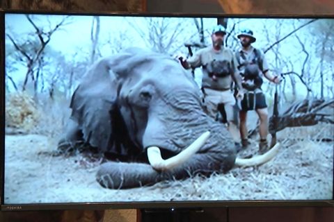 50.000 Euro für Elefanten-Abschuss – Peta kritisiert Angebote für Trophäenjäger