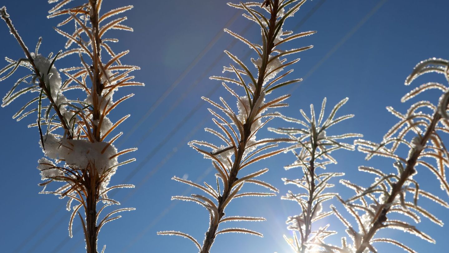 Der Januar zeigte sich in Sachsen-Anhalt winterlich mit Schnee und Sonne. (Archivbild) Foto: Matthias Bein/dpa