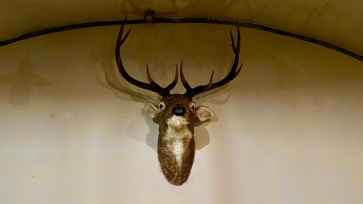 Eine Jagdtrophäe verziert den Bierkeller, in dem Martin Sellner auftrat