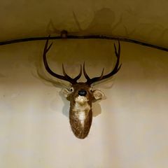 Eine Jagdtrophäe verziert den Bierkeller, in dem Martin Sellner auftrat