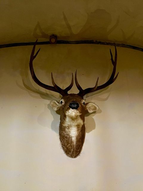 Eine Jagdtrophäe verziert den Bierkeller, in dem Martin Sellner auftrat