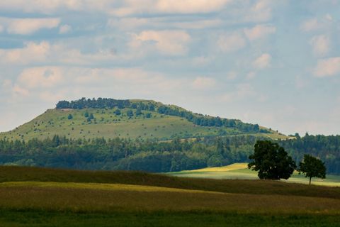 Goldschakale streunen vermehrt durch Baden-Württemberg. (Symbolfoto) Foto: Stefan Puchner/dpa