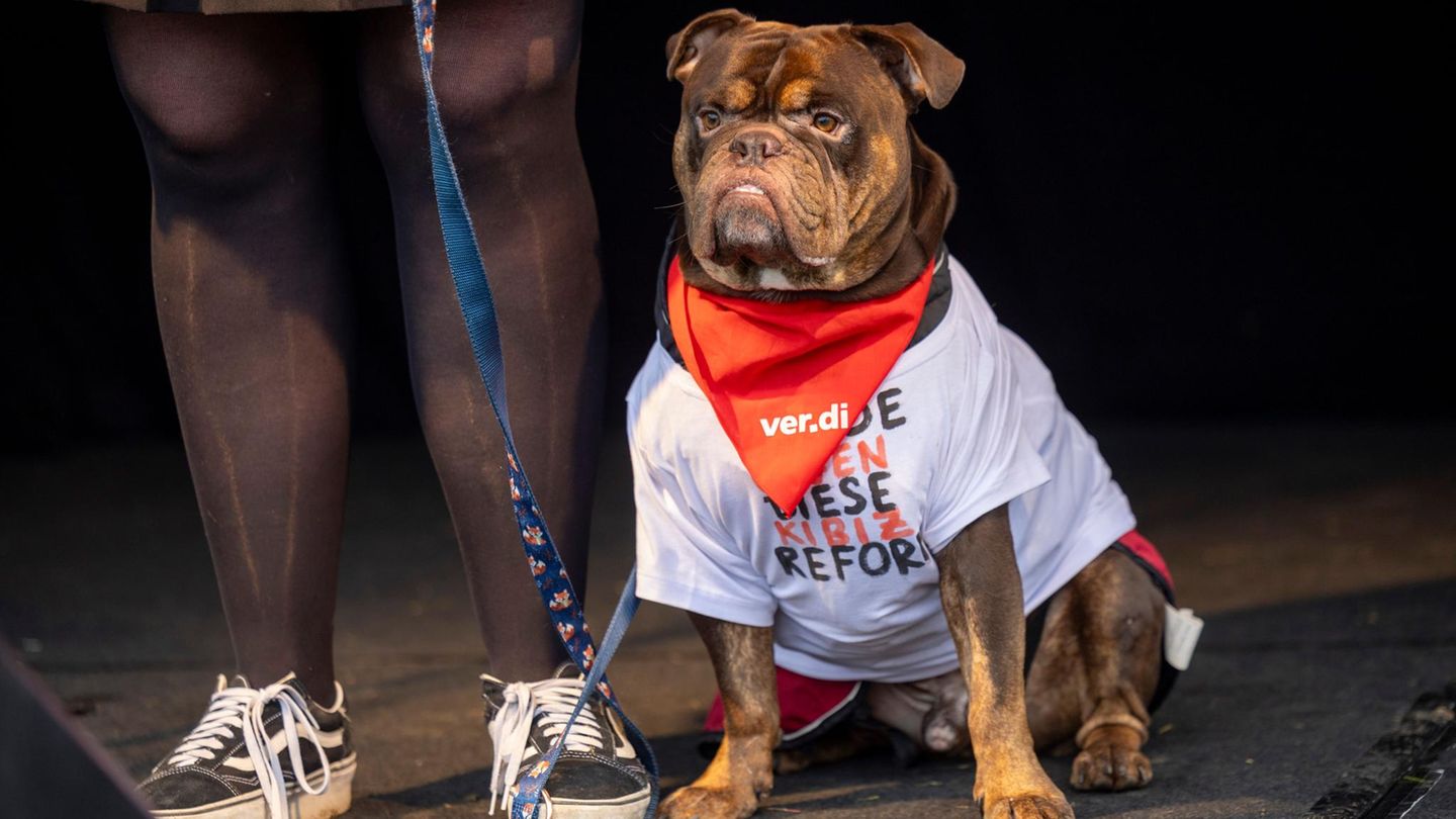 Düsseldorf, Deutschland. Hund Henry protestiert mit Mitgliedern der Gewerkschaft Verdi gegen das neue "KiBiz" (Kinderbildungsgesetz). Das neue Landesgesetz soll die Grundlagen und die Finanzierung der Kindertagesbetreuung sowie die Rahmenbedingungen für die frühkindliche Bildung in Nordrhein-Westfalen regeln. Verdi geht die Novelle nicht weit genug. Zwar könne man einzelne positive Ansätze erkennen, doch diese reichten nicht, um den Fachkräftemangel und die strukturellen Defizite im System zu beheben