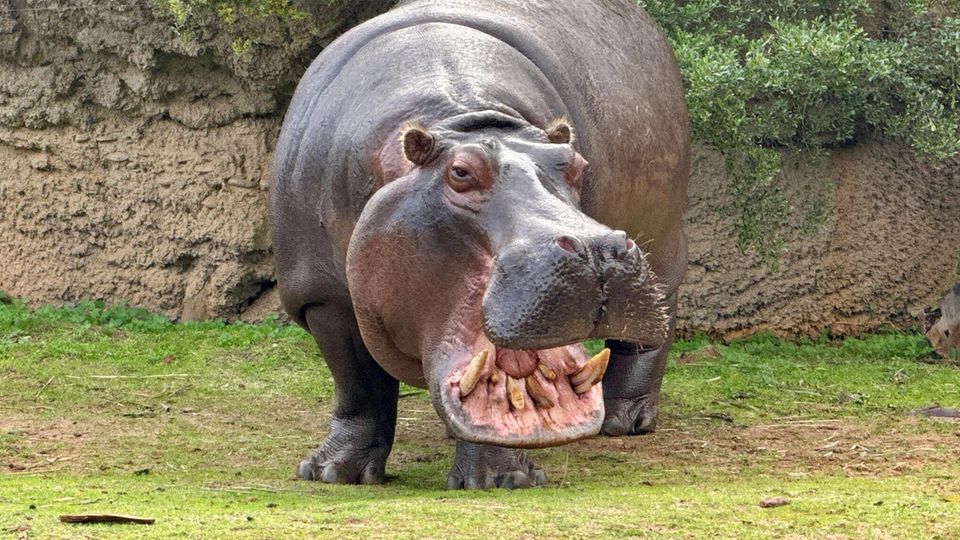 Showdown am Wasserloch: Hippo-Herde legt sich mit Löwenrudel an