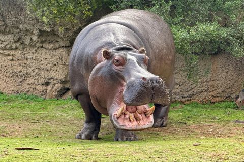 Showdown am Wasserloch: Hippo-Herde legt sich mit Löwenrudel an