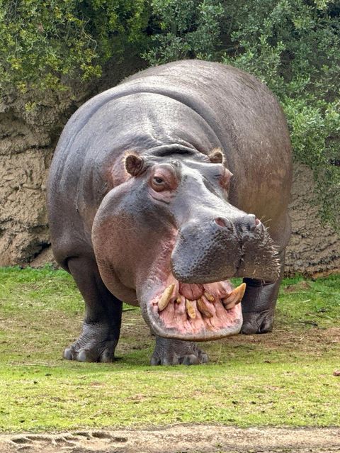 Showdown am Wasserloch: Hippo-Herde legt sich mit Löwenrudel an