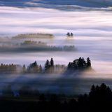 Tannen werden in einer weitläufigen Landschaft vom Morgennebel umhüllt