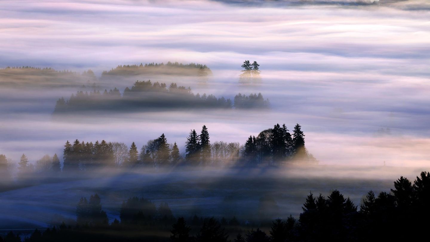 Tannen werden in einer weitläufigen Landschaft vom Morgennebel umhüllt