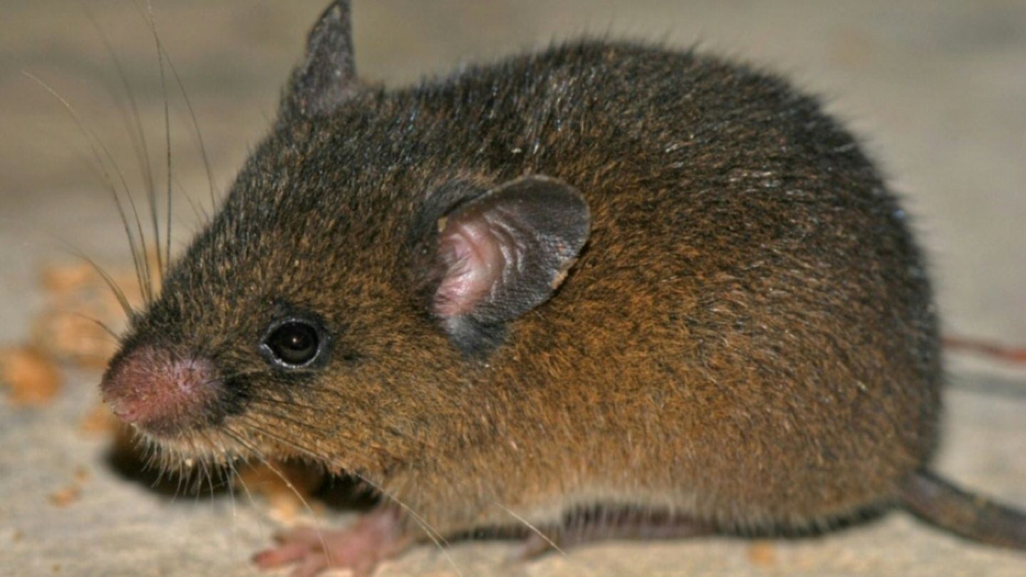 Ein Exemplar der neu entdeckten Nagetierart Oreoryzomys hesperus