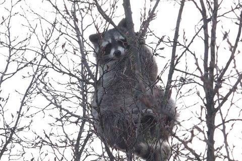 Tagelang saß ein Waschbär in einem Baum fest. (Symbolbild) Foto: Fernando Martinez/dpa