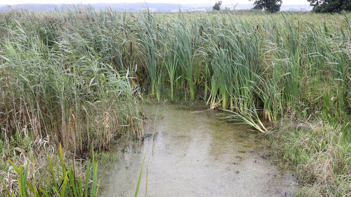 Bayerns Moore sollen wieder nässer werden. Auch sogenannte Paludikulturen, das heißt Pflanzen wie Schilf, lassen sich wirtschaft