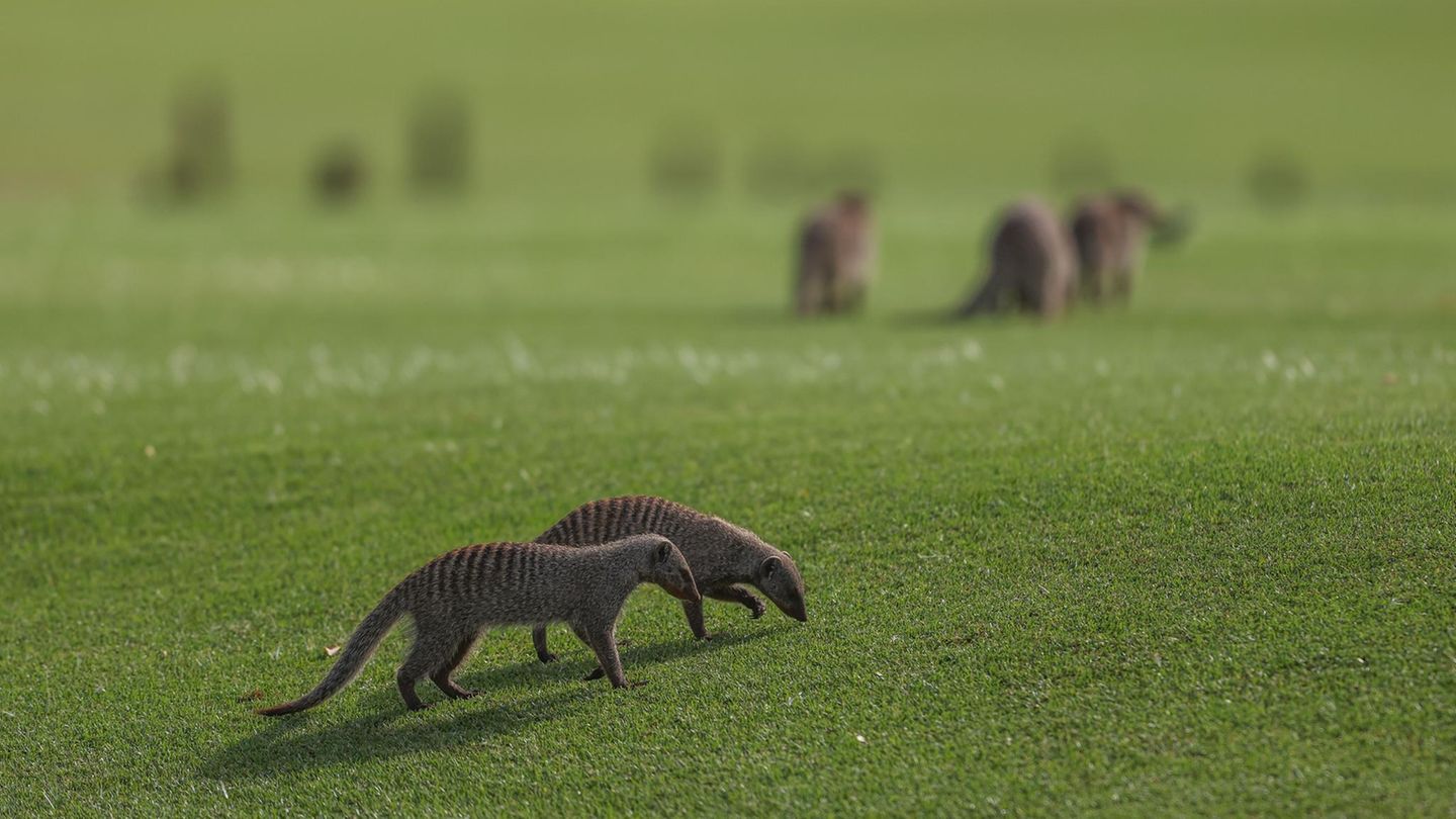 Limpopo, Südafrka. Die Zebramangusten lassen es sich auf dem Golfplatz, wo gerade ein großes Turnier stattfindet, gutgehen. Offenbar bietet die kurzgeschorene Grasnarbe genug, um dort mal nach kleinen Käfern oder Insekten zu stöbern