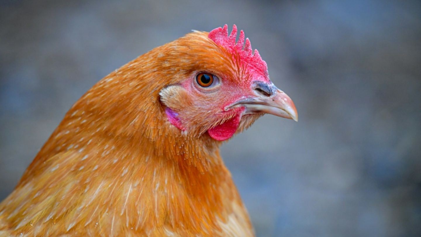 Huhn auf einem Bauernhof