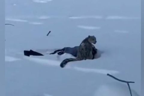 Schneeleopard greift plötzlich Skifahrerin an