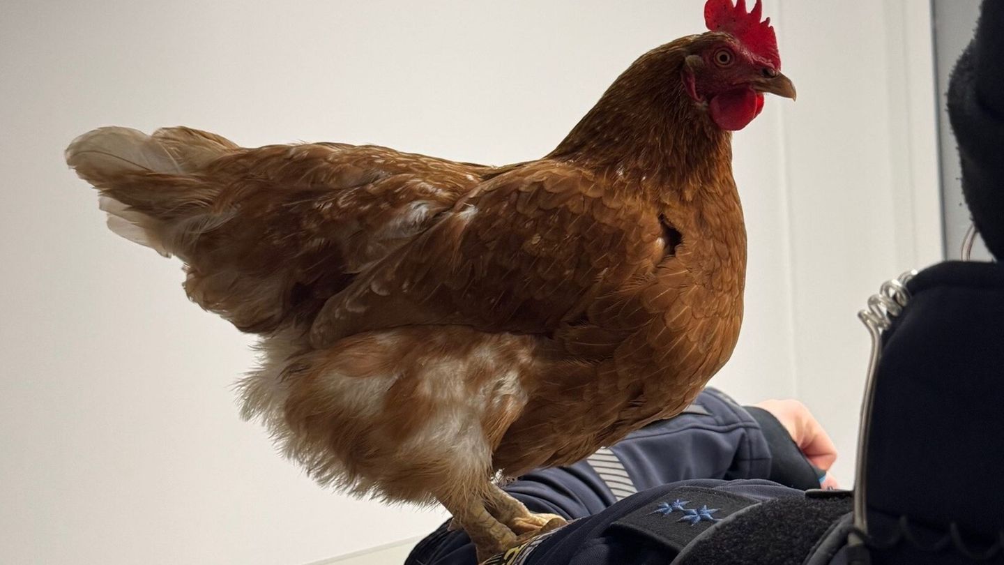 Das Huhn Henrietta auf einem Foto der Bundespolizei. Foto: -/Bundespolizeiinspektion München/dpa