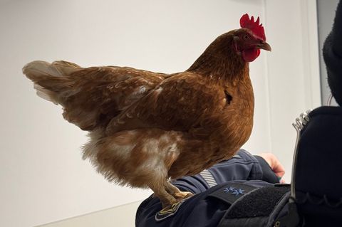 Das Huhn Henrietta auf einem Foto der Bundespolizei. Foto: -/Bundespolizeiinspektion München/dpa