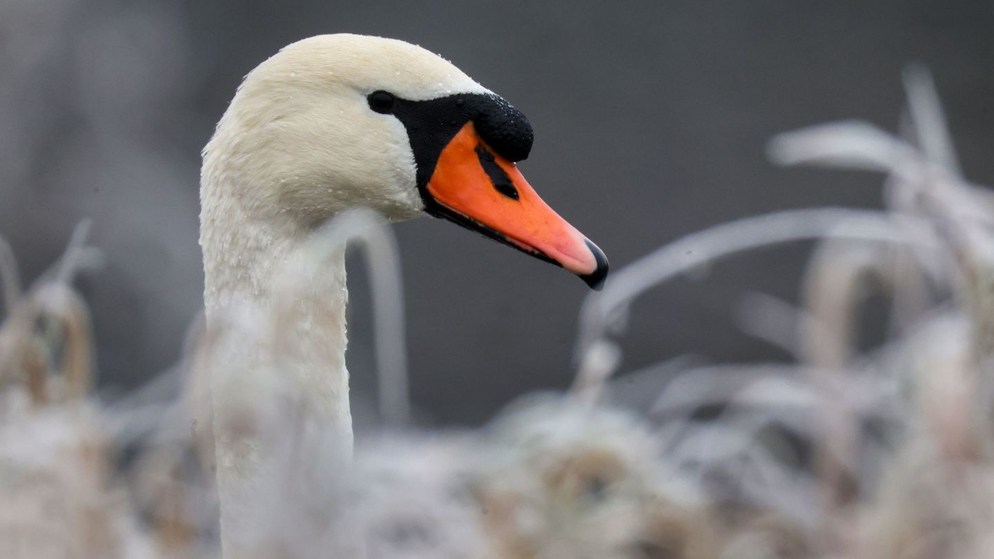 Mein lieber Schwan: Ein Vogel war im Tiefflug auf der Landstraße unterwegs. (Symbolbild) Foto: Thomas Warnack/dpa