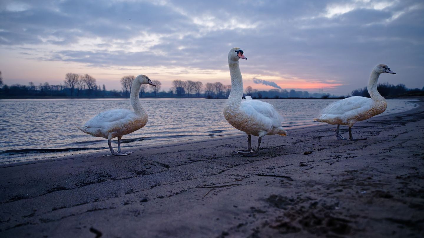Zum Wochenstart könnte es auf den Straßen NRWs glatt werden. Foto: Henning Kaiser/dpa