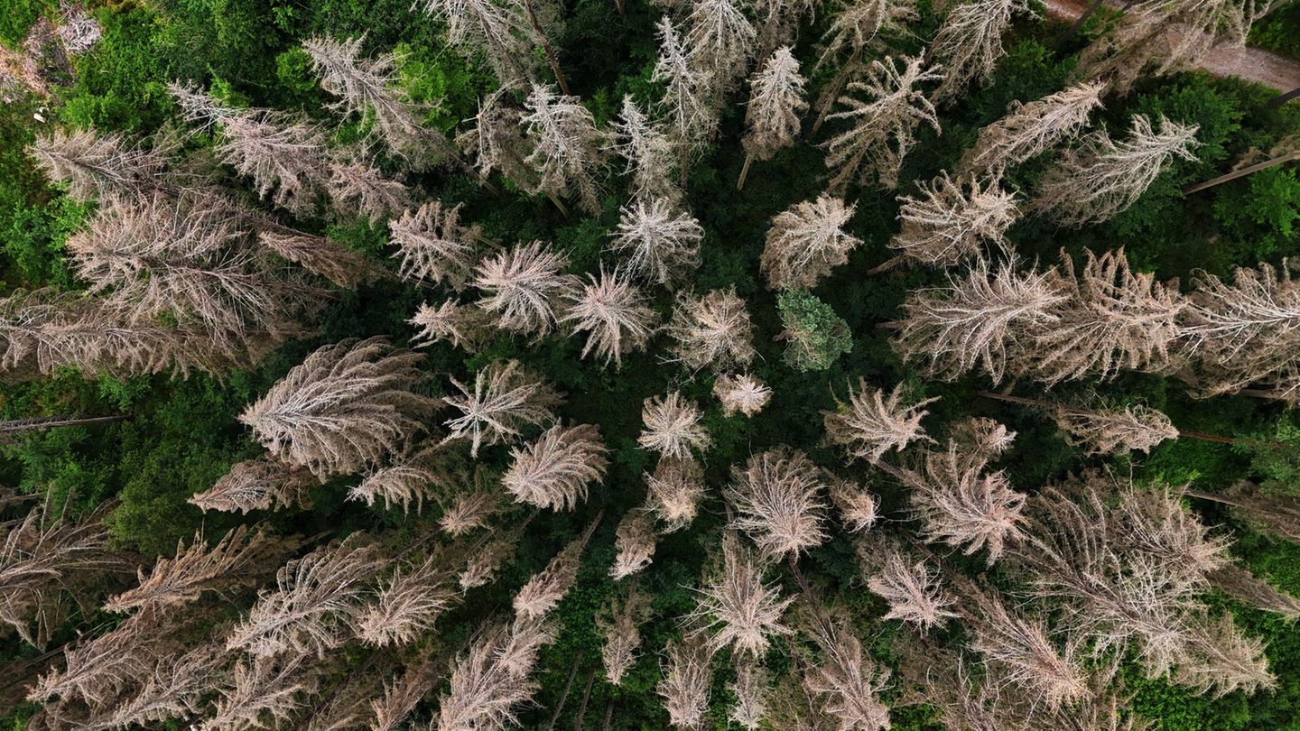 Waldbesitzer in Thüringen können Landeshilfen für die Bewältigung von Waldschäden durch Extremwetter wie Stürme oder lange Trock