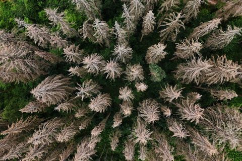 Waldbesitzer in Thüringen können Landeshilfen für die Bewältigung von Waldschäden durch Extremwetter wie Stürme oder lange Trock