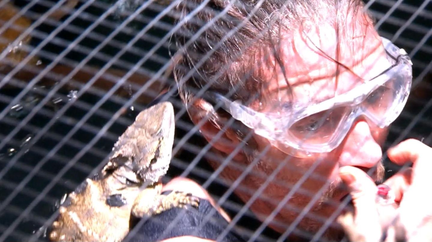 Vorschau-auf-Tag-10-Mit-Wasserechsen-auf-Tauchgang-Gil-Ofarim-muss-zur-Dschungelpr-fung