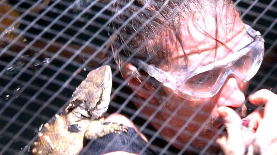 Mit Wasserechsen auf Tauchgang: Gil Ofarim muss zur Dschungelprüfung