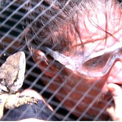 Mit Wasserechsen auf Tauchgang: Gil Ofarim muss zur Dschungelprüfung