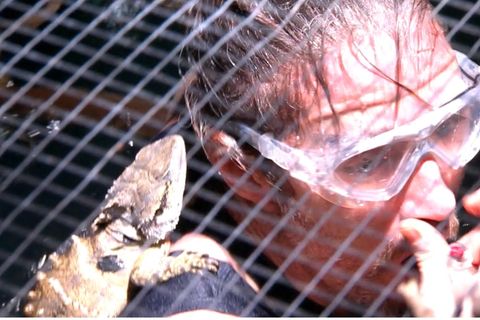 Mit Wasserechsen auf Tauchgang: Gil Ofarim muss zur Dschungelprüfung