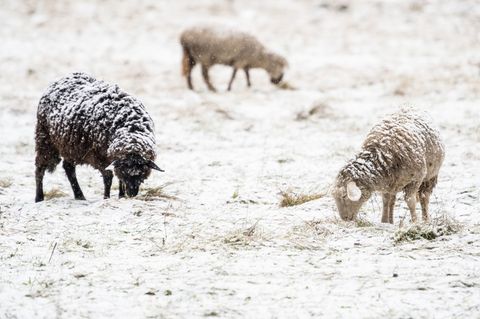 Schafe müssen auch bei winterlichem Wetter nicht zwangsläufig in Ställen untergebracht werden. (Symbolbild) Foto: Swen Pförtner/