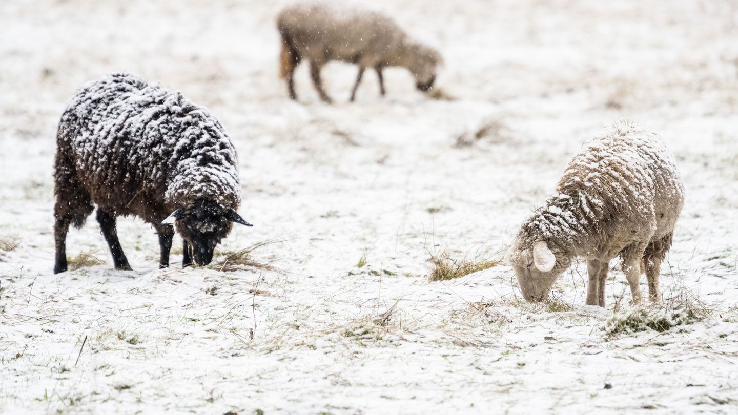 Schafe müssen auch bei winterlichem Wetter nicht zwangsläufig in Ställen untergebracht werden. (Symbolbild) Foto: Swen Pförtner/