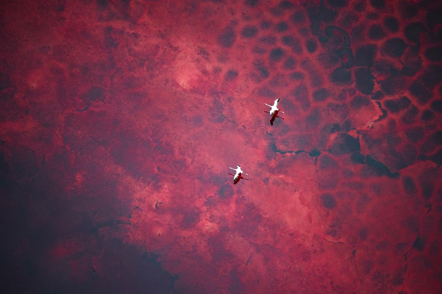 Aus einem Hubschrauber mit offenen Türen fotografierte die deutsche Fotografin Silke Hullmann den blutroten Magadi-See in Kenia. Die karge Landschaft ist extrem rau und trocken, Wasser verdunstet schnell. Der flache, stark alkalische See ist reich an Algen und Mikroorganismen, die ihm seine rote Färbung geben. Aus der Vogelperspektive werden die Strukturen des Untergrunds sichtbar – dieselbe einzigartige Sicht, die auch die Flamingos haben, als wären sie auf einem roten Platen unterwegs. Passend dazu trägt das Bild den Titel "Auf dem Weg zum Mars"