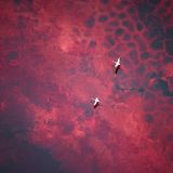 Aus einem Hubschrauber mit offenen Türen fotografierte die deutsche Fotografin Silke Hullmann den blutroten Magadi-See in Kenia. Die karge Landschaft ist extrem rau und trocken, Wasser verdunstet schnell. Der flache, stark alkalische See ist reich an Algen und Mikroorganismen, die ihm seine rote Färbung geben. Aus der Vogelperspektive werden die Strukturen des Untergrunds sichtbar – dieselbe einzigartige Sicht, die auch die Flamingos haben, als wären sie auf einem roten Platen unterwegs. Passend dazu trägt das Bild den Titel "Auf dem Weg zum Mars"