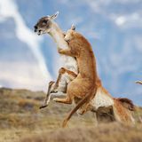 Überlebenskampf in Patagonien: Ein Pumaweibchen stürzt sich auf ein Guanako, um sich und seine Jungen zu versorgen. Es versucht, das Opfer zu Fall zu bringen, und auf dem Bild scheint der Kampf fast entschieden. Doch die vermeintlich leichte Beute konnte entkommen, erinnert sich Fotograf Kevin Yu Shi. So musste sich die abgeschüttelte Raubkatze erneut auf die Jagd machen