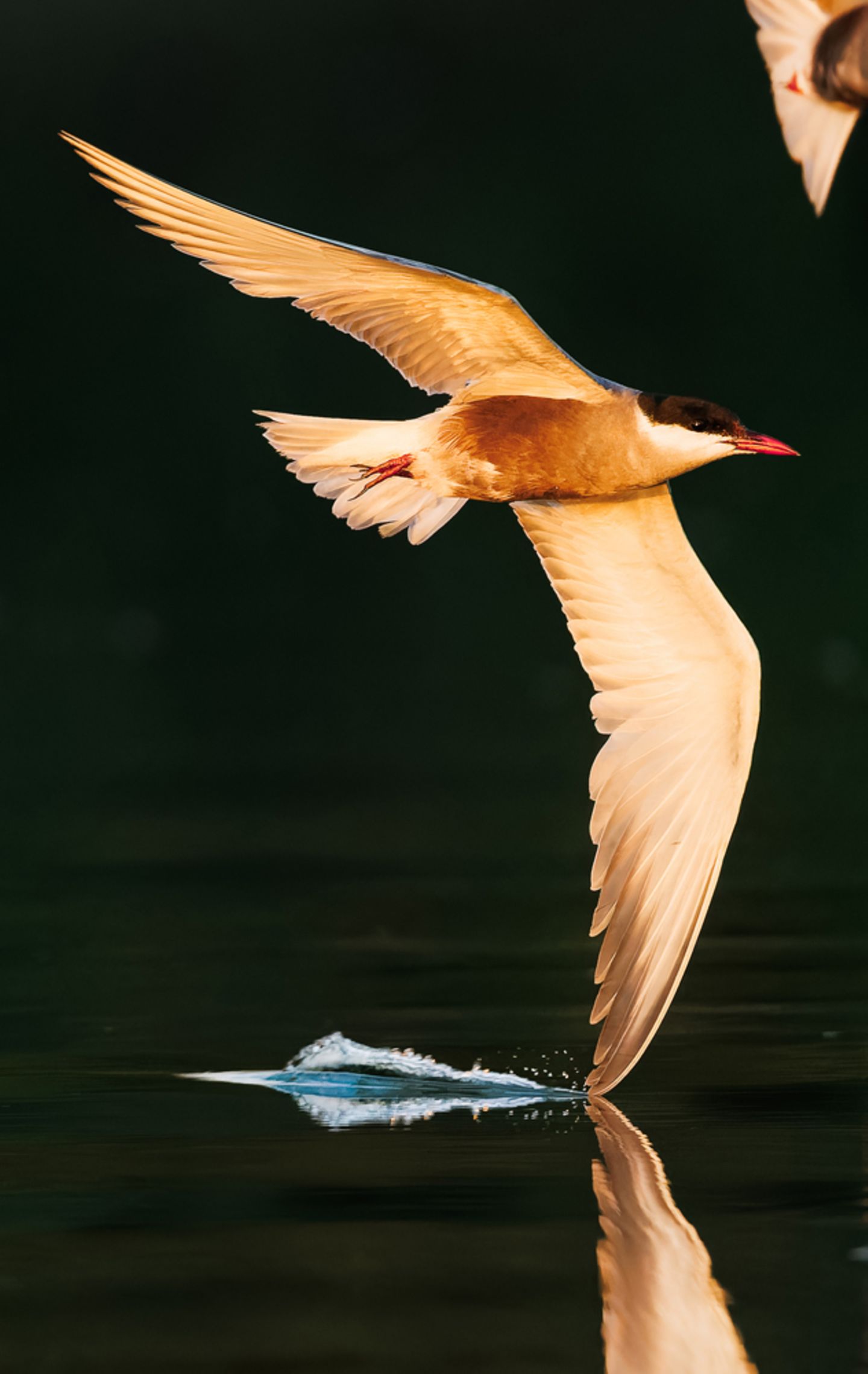 Magischer Moment am Morii-See in Rumänien: Ein Höckerschwan gleitet über die stille Wasseroberfläche. Das Bild gelang dem 15-jährigen Matei Mărăcineanu, indem er das Tier so ruhig wie möglich mit der Kamera verfolgte. "Es war reines Glück, dass ich bei einer so langen Verschlusszeit ein scharfes Bild aufnehmen konnte", erinnert er sich