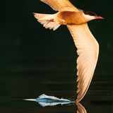 Magischer Moment am Morii-See in Rumänien: Ein Höckerschwan gleitet über die stille Wasseroberfläche. Das Bild gelang dem 15-jährigen Matei Mărăcineanu, indem er das Tier so ruhig wie möglich mit der Kamera verfolgte. "Es war reines Glück, dass ich bei einer so langen Verschlusszeit ein scharfes Bild aufnehmen konnte", erinnert er sich