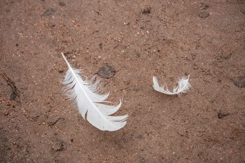 Im Landkreis Teltow-Fläming ist die Vogelgrippe festgestellt worden. (Symbolbild) Foto: Silas Stein/dpa