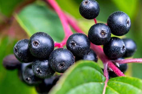 Anbau von Beeren wird immer seltener in Thüringen (Arvhivbild) Foto: Hauke-Christian Dittrich/dpa/dpa-tmn