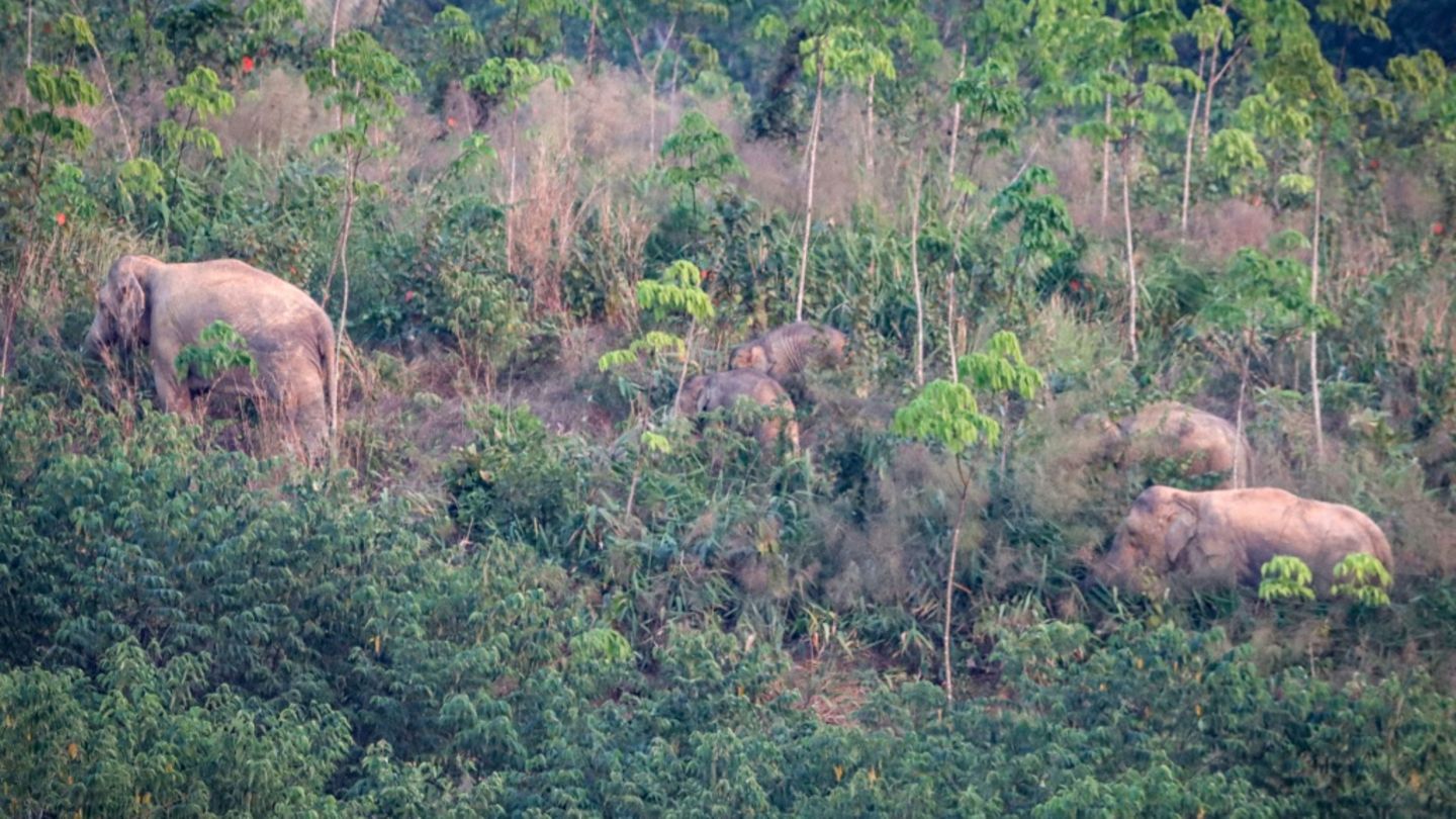 Eine Herde wilder Elefanten in Thailand