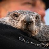 Punxsutawney, USA. Punxsutawney Phil blickt erwartungsvoll in die Welt – und die schaut genauso erwartungsvoll auf das Murmeltier. Der jährliche Murmeltiertag wird nun zum 140. Mal gefeiert und zieht Besucher aus aller Welt an, die mit Spannung die Prognose des pelzigen Meteorologen am Gobbler's Knob erwarten. Und die lautet: sechs weitere Wochen Winter. Wobei Phils Treffsicherheit sicher angezweifelt werden dürfte, ist er doch nur ein Murmeltier, das seinen Schatten gesehen hat